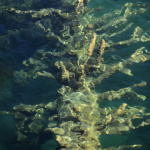 Tronc d'arbre submergé dans l'eau