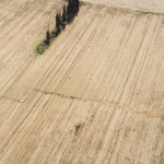 Champ de blé avec rangée d'arbres vue aérienne