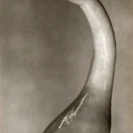 Oiseau Sculpté en Bois en Noir et Blanc