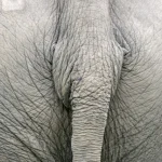 Plan rapproché de la queue d'un éléphant