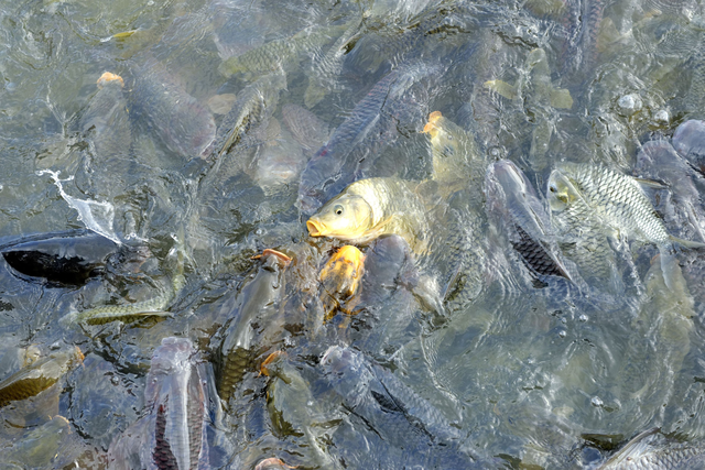 AKG2117434.webp Poissons dans l'eau – Image 1