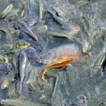 Banc de carpes colorées dans l'eau