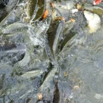 Banc de poissons carpes