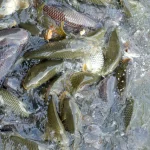 Banc de poissons nageant en eau peu profonde