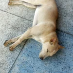 Chien endormi sur le sol en carrelage