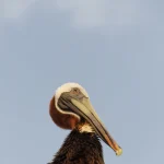 Pélican brun sous un ciel bleu