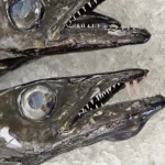 Têtes de poissons carnassiers sur glace