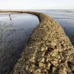 Barrière de corail en bord de mer avec promeneur