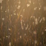 Herbes Sèches au Couché du Soleil