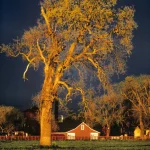 Arbre au coucher du soleil devant une ferme