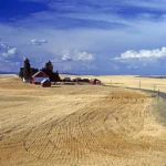 Ferme Isolée dans une Immense Plaine Dorée