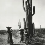 Femmes portant des paniers près de grands cactus
