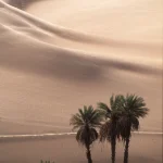 Palmiers dans le désert