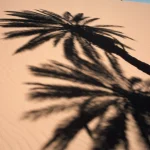 Ombres de palmier sur une dune de sable