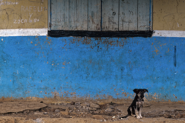 AKG2358265.webp Chien assis devant un mur coloré et usé – Image 1