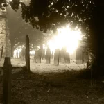 Cimetière dans la brume matinale sous les arbres