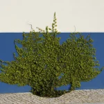 Vigne Verte grimpant sur un Mur Blanc et Bleu