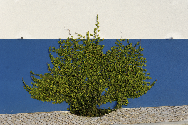 AKG2432453.webp Vigne Verte grimpant sur un Mur Blanc et Bleu – Image 1