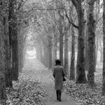Promenade en automne dans une allée bordée d'arbres
