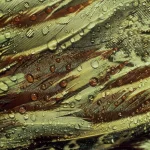 Plumes d'oiseau couvertes de gouttelettes d'eau