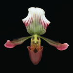 Orchidée colorée sur fond noir