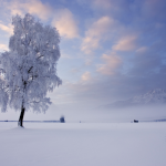 Arbre Enneigé Solitaire au Lever du Soleil