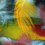 Plumes colorées en gros plan