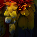 Plumes multicolores d'un perroquet