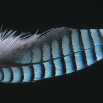Plume de geai bleue sur fond noir