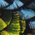 Gros plan d'ailes de papillon colorées