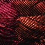 Gros plan sur les plumes iridescentes