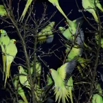 Perruches Vertes dans un Arbre la Nuit