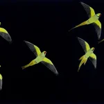 Perroquets en Vol Nocturne