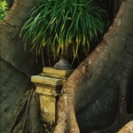 Plante en pot encadrée par les racines d'un arbre