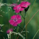 Fleurs roses en gros plan dans un champ verdoyant