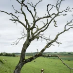 Arbre Sec et Prairie Verdoyante