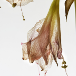 Fleur translucide vieillisante sur fond blanc