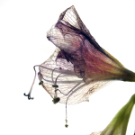 Fleur Séchée Délicate avec Détail des Nervures