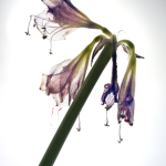 Fleur fanée en gros plan sur fond blanc