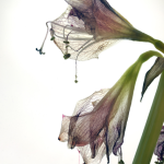 Fleurs fanées avec gros plan sur pétales translucides