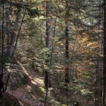 Forêt Automnale avec Sentier ensoleillé