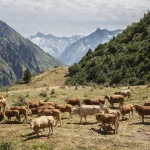 Groupe de vaches paissant dans les montagnes