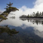 Arbre incliné au bord d'un lac brumeux
