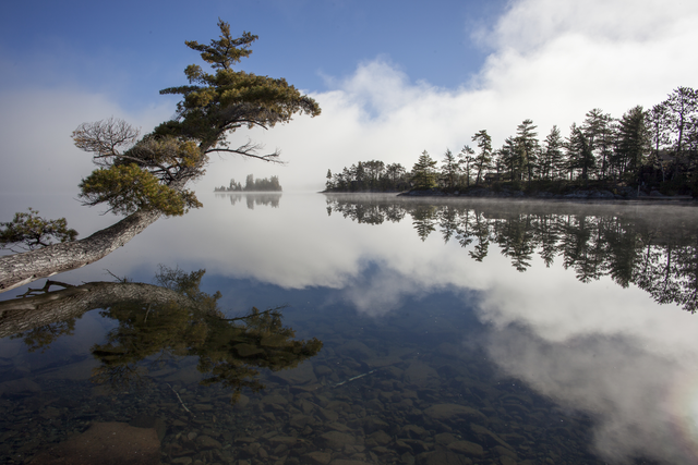 AKG3550287.webp Arbre incliné au bord d'un lac brumeux – Image 1