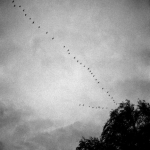 Vol d'oiseaux en formation au-dessus d'un arbre