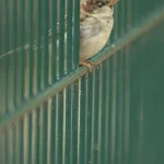 Moineau entre les barreaux verticaux