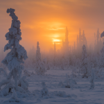 Coucher du soleil sur forêt enneigée