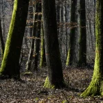 Forêt de feuillus en automne avec mousse sur les troncs