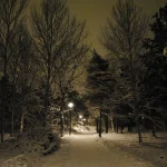 Allée boisée enneigée éclairée la nuit