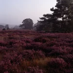 Champ de bruyères au lever du soleil